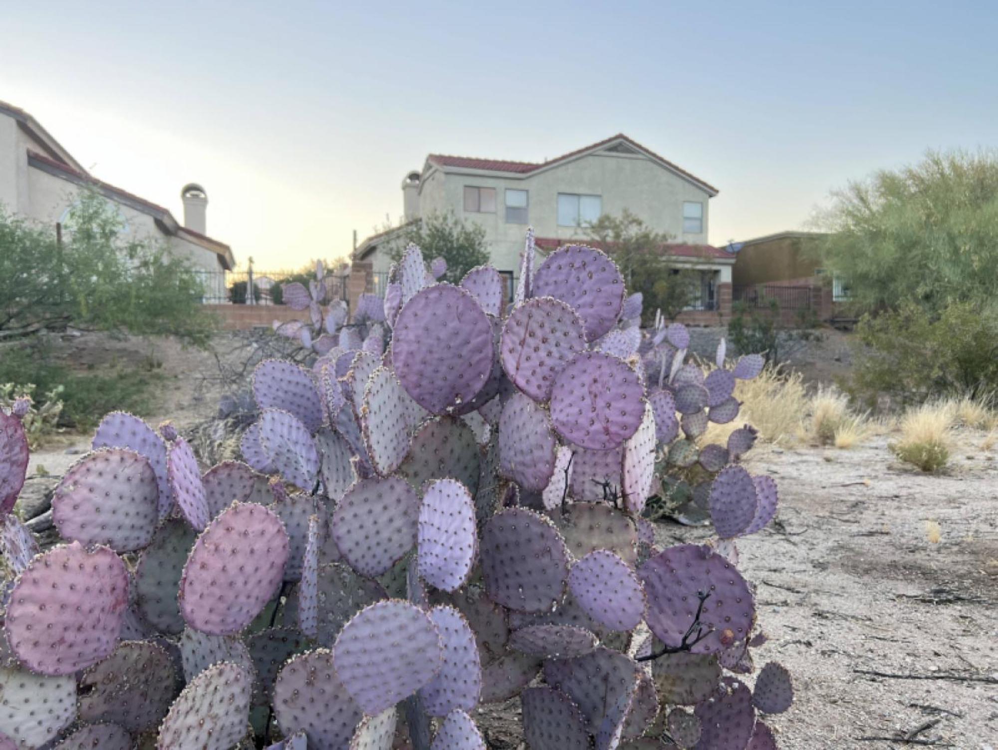Private Home - Billiards, Mountain Views, Private Desert Access, Hoa Pool & Spa, Bbq, At Lambert Park - Bourbondale Τούσον Εξωτερικό φωτογραφία