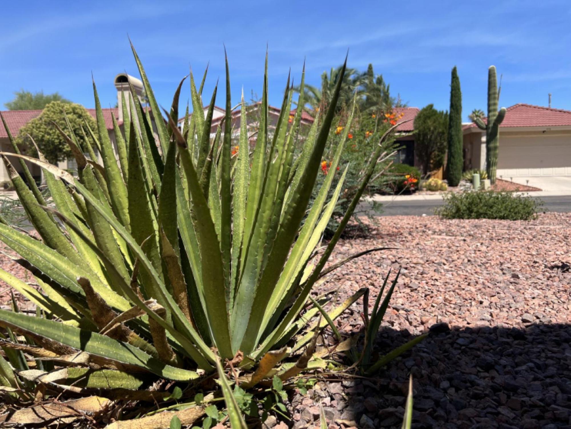 Private Home - Billiards, Mountain Views, Private Desert Access, Hoa Pool & Spa, Bbq, At Lambert Park - Bourbondale Τούσον Εξωτερικό φωτογραφία